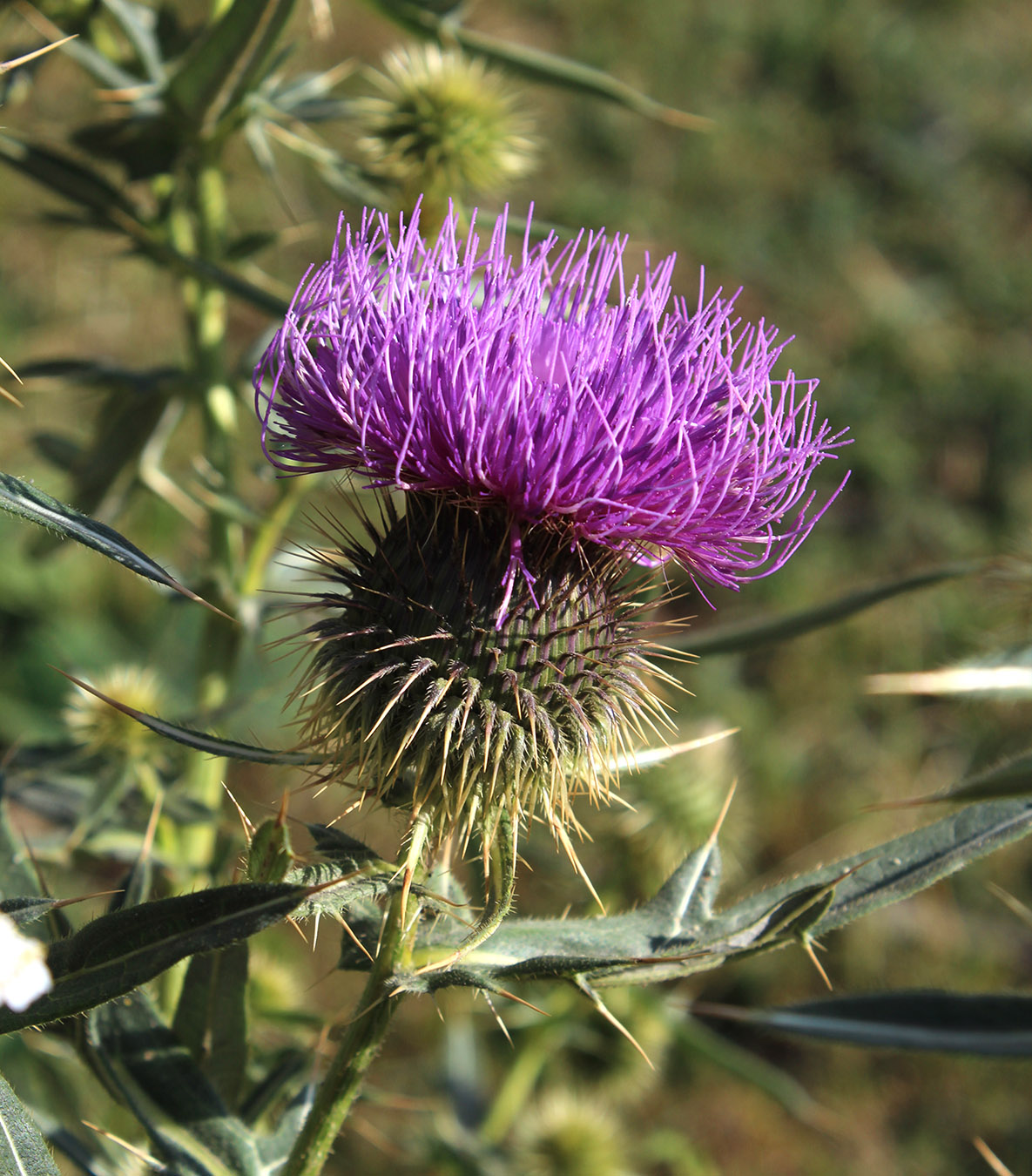 Изображение особи Cirsium ciliatum.