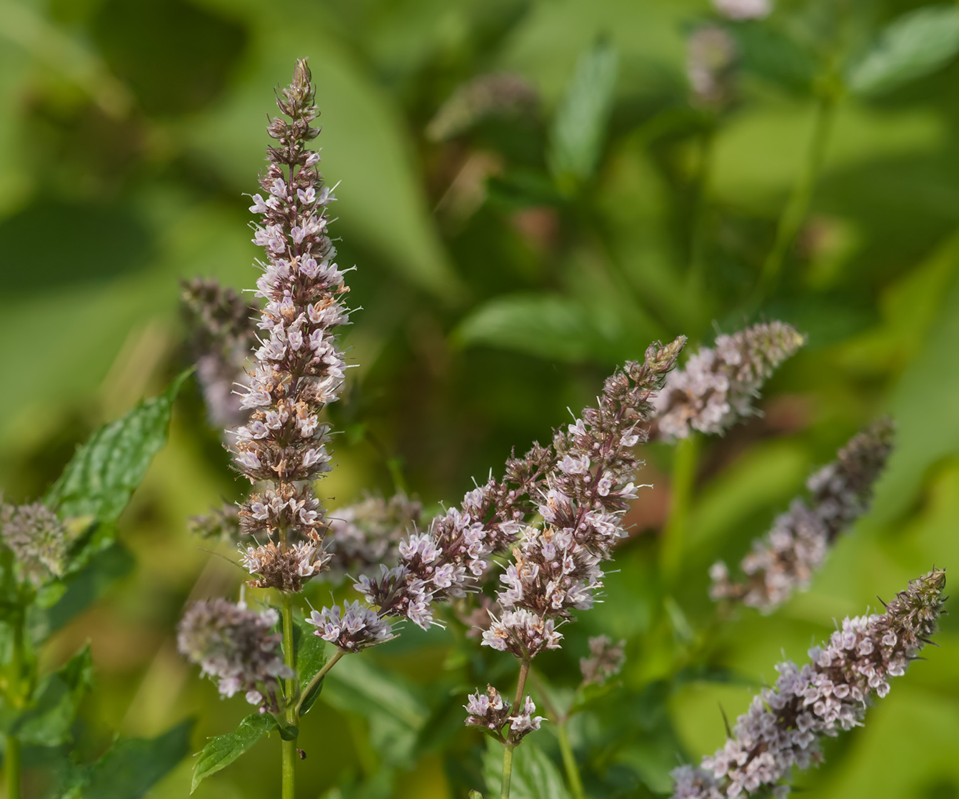 Image of Mentha spicata specimen.