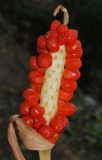 Arum korolkowii