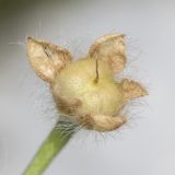 Convolvulus tricolor
