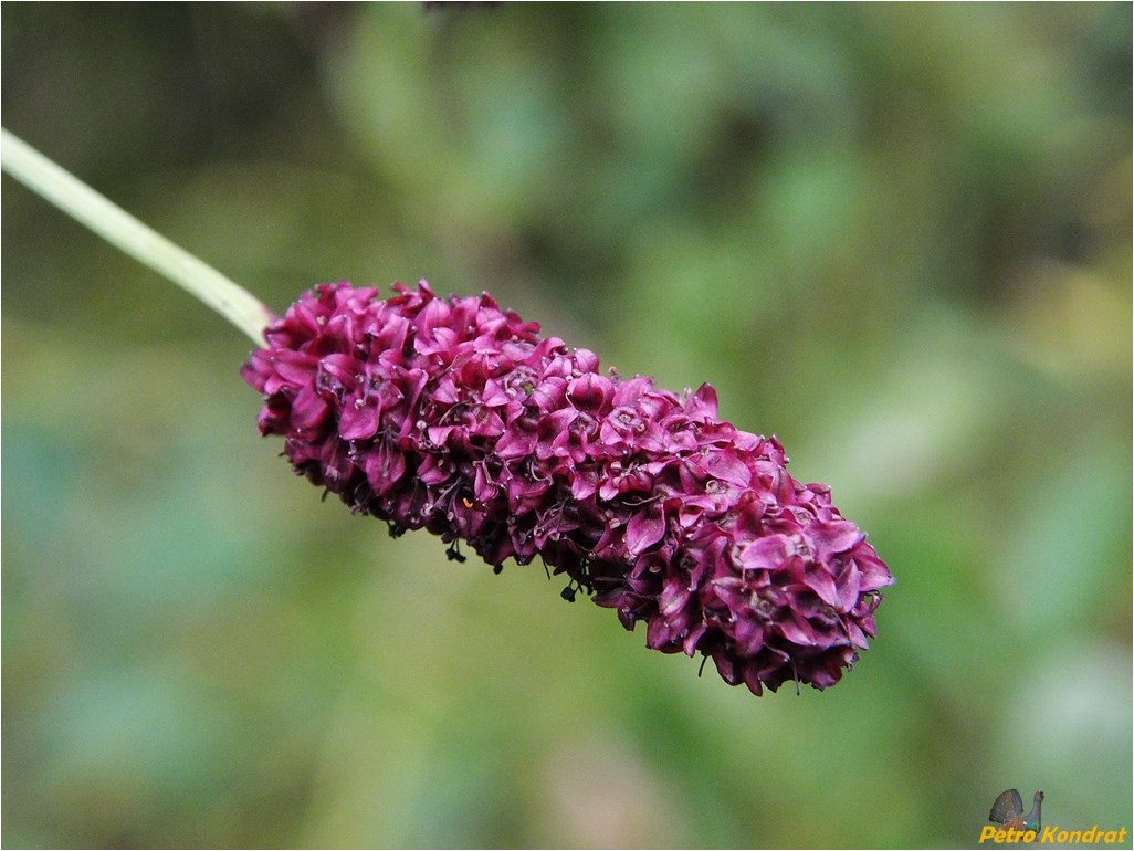 Image of Sanguisorba officinalis specimen.