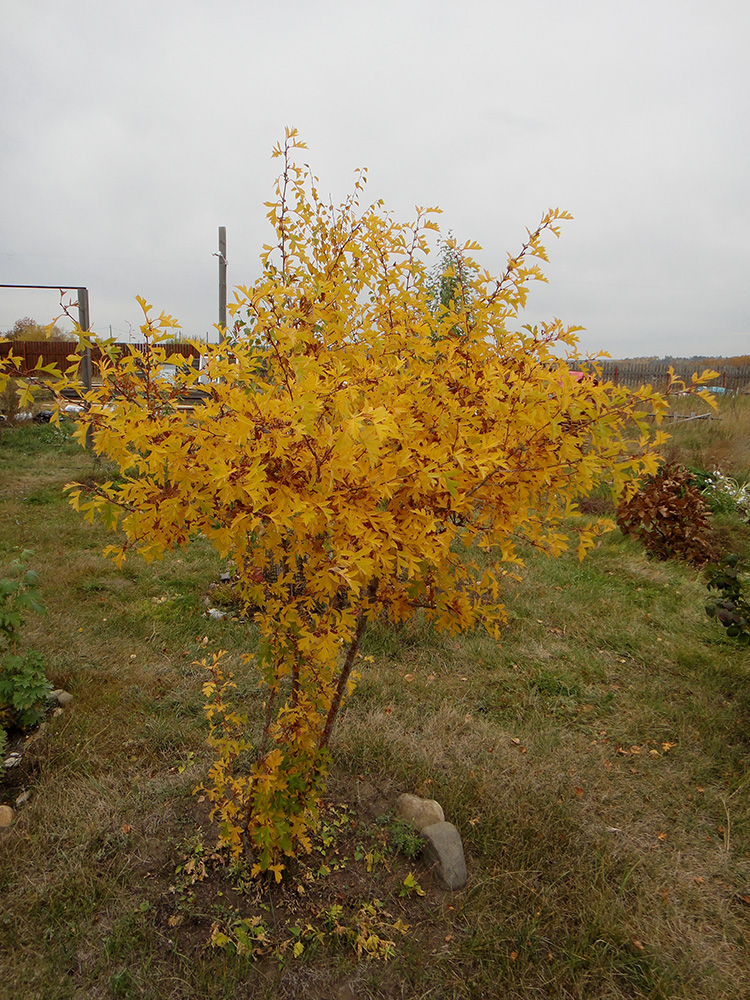 Image of Crataegus pinnatifida specimen.