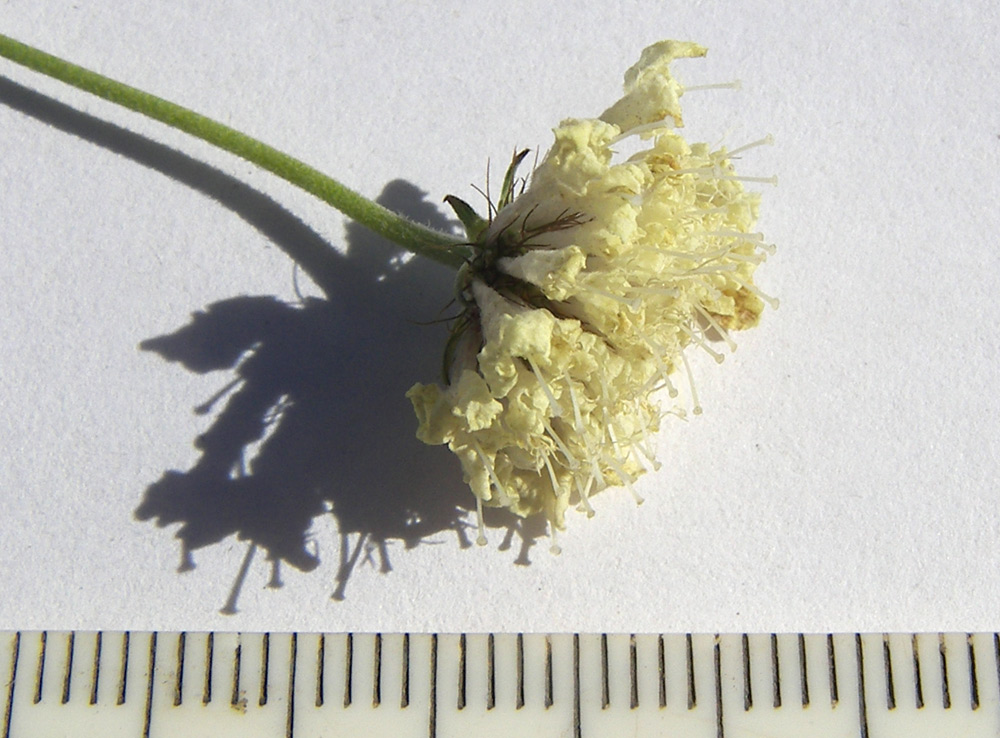 Image of Scabiosa ochroleuca specimen.