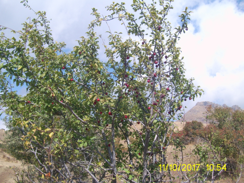 Изображение особи Prunus nachichevanica.