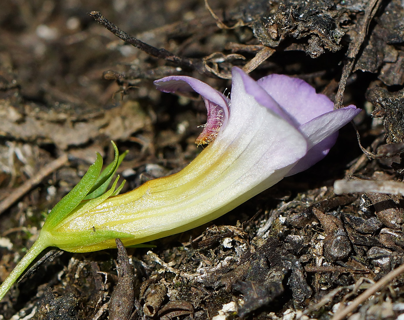 Image of Gratiola officinalis specimen.