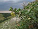 Melilotoides cretacea