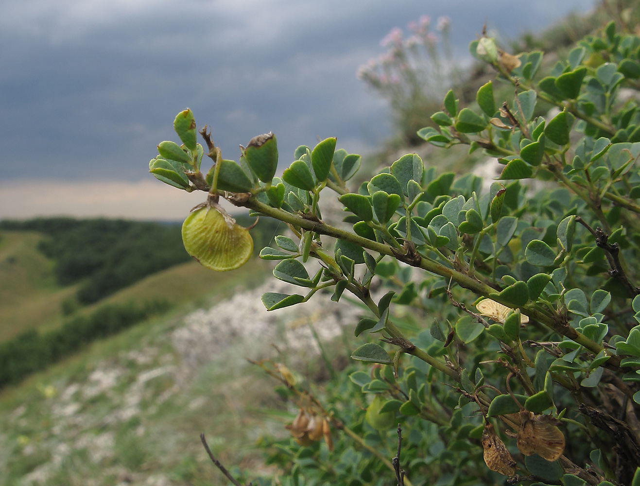 Изображение особи Melilotoides cretacea.