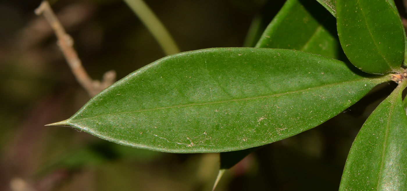 Изображение особи Bonellia macrocarpa.