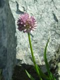 Allium strictum