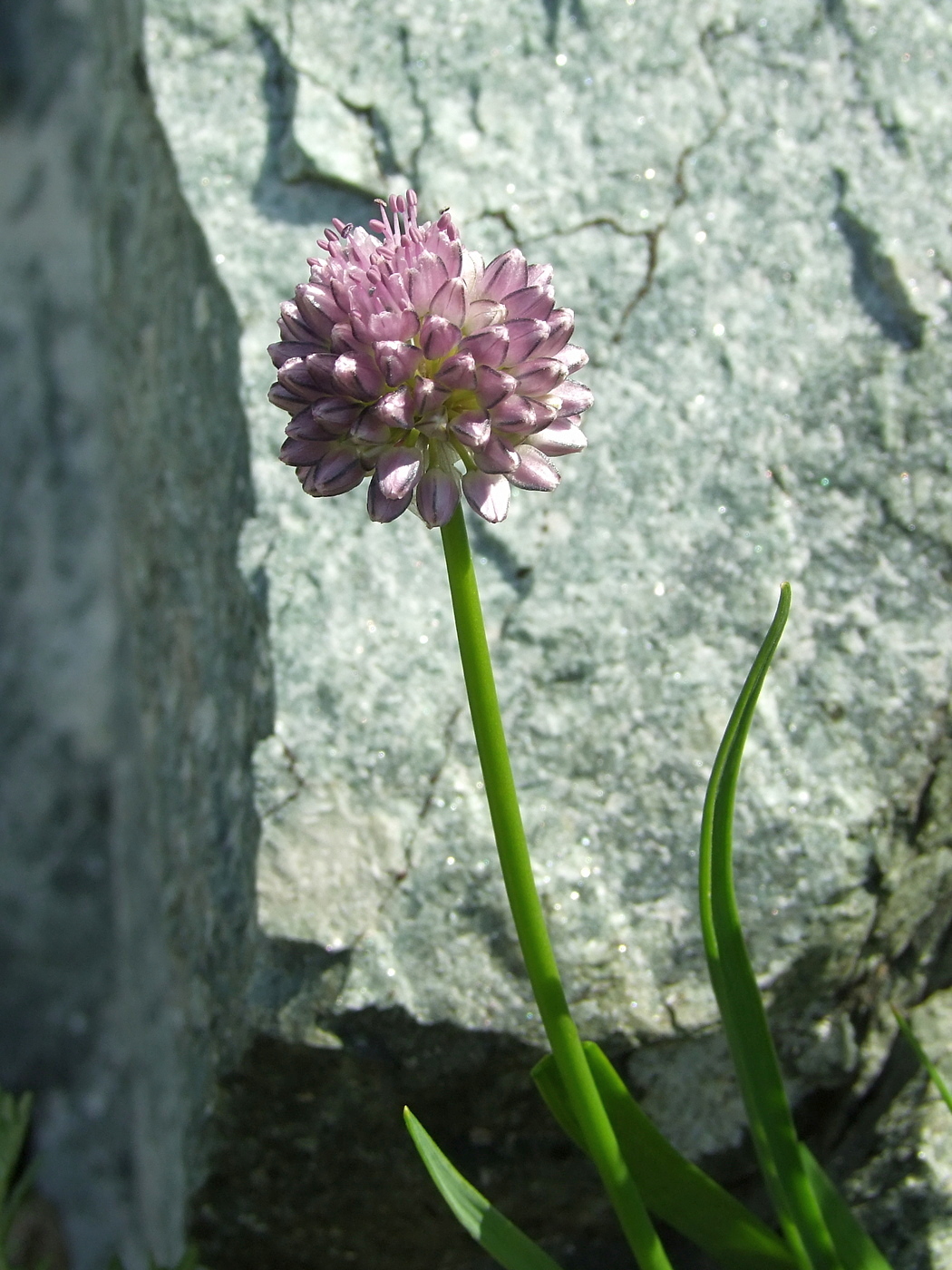 Image of Allium strictum specimen.