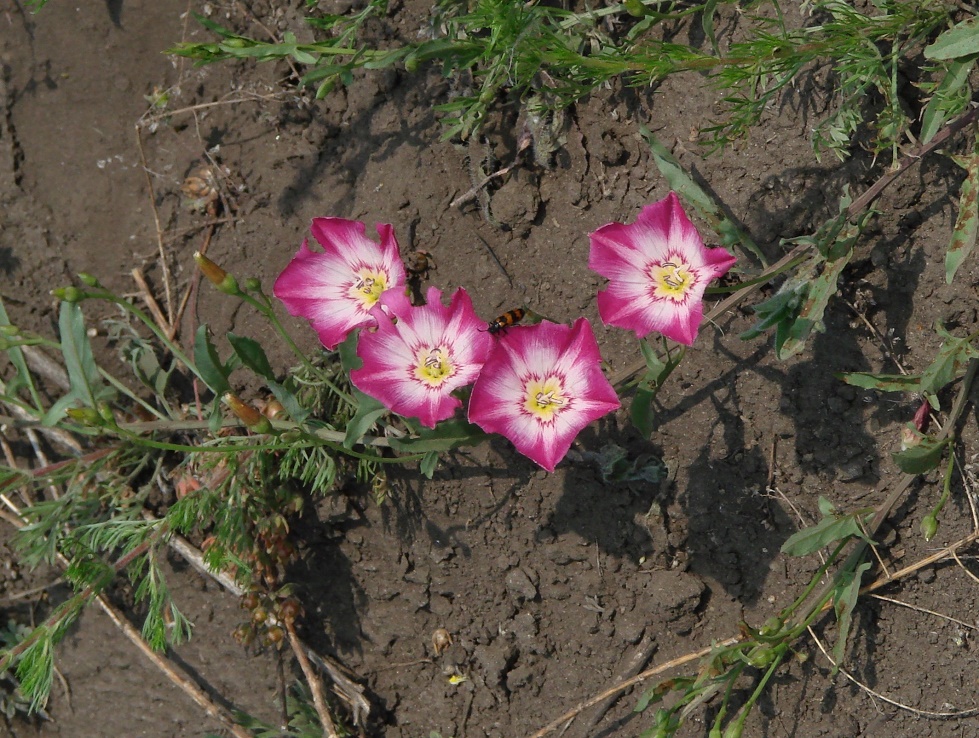 Изображение особи Convolvulus chinensis.