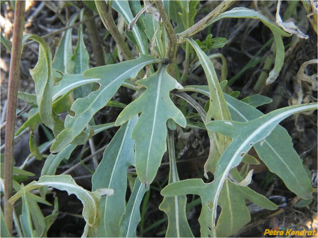 Image of Diplotaxis tenuifolia specimen.