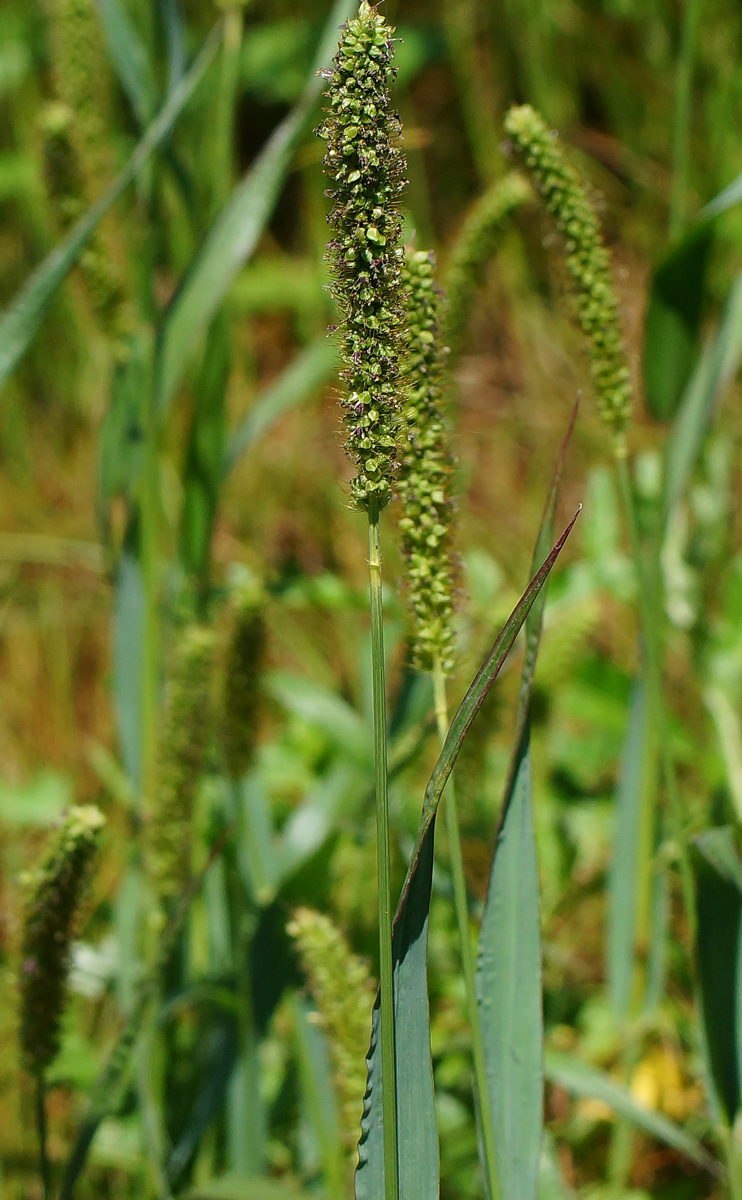 Image of Setaria pumila specimen.