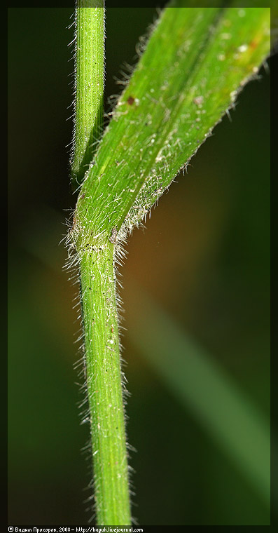 Изображение особи Bromopsis benekenii.