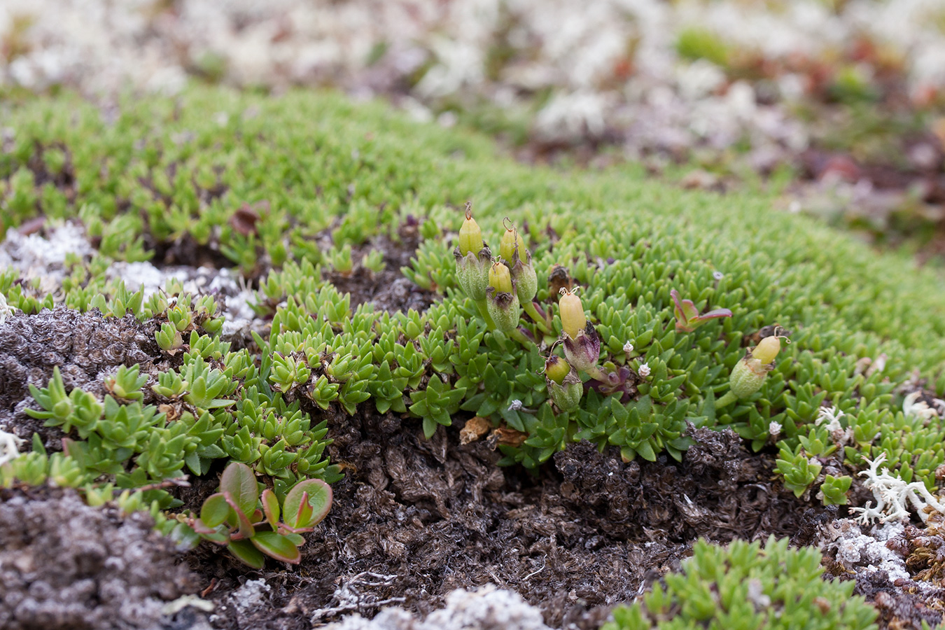 Изображение особи Silene acaulis.