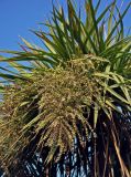 Cordyline australis. Соплодие и листья. Краснодарский край, Лазаревский р-н Сочи, Дагомыс, в культуре. 09.07.2017.