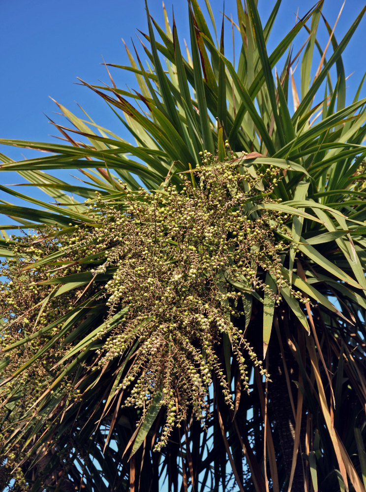 Image of Cordyline australis specimen.