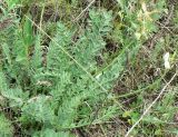 Astragalus visunicus