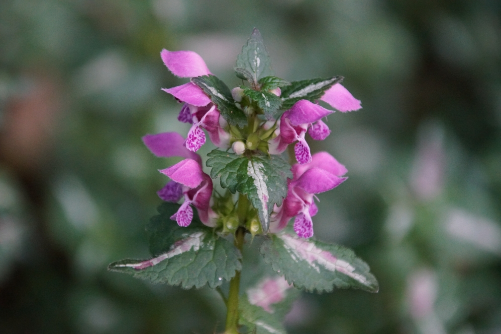 Изображение особи Lamium maculatum.