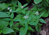 Asperula caucasica. Верхушки цветущих растений. Адыгея, Фишт-Оштеновский массив, юго-восточный склон горы Фишт, ≈ 1800 м н.у.м., опушка буково-пихтового леса. 05.07.2017.