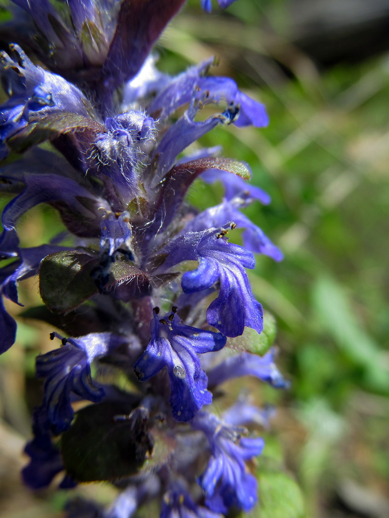 Image of Ajuga reptans specimen.
