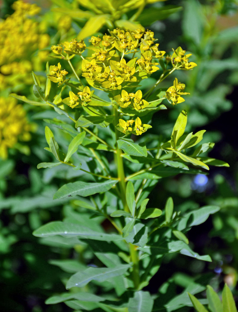 Image of Euphorbia eugeniae specimen.