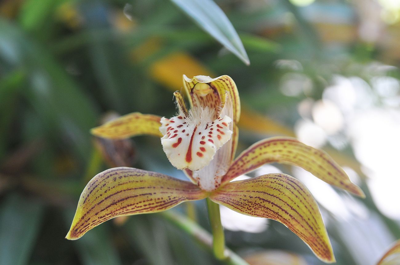 Изображение особи род Cymbidium.