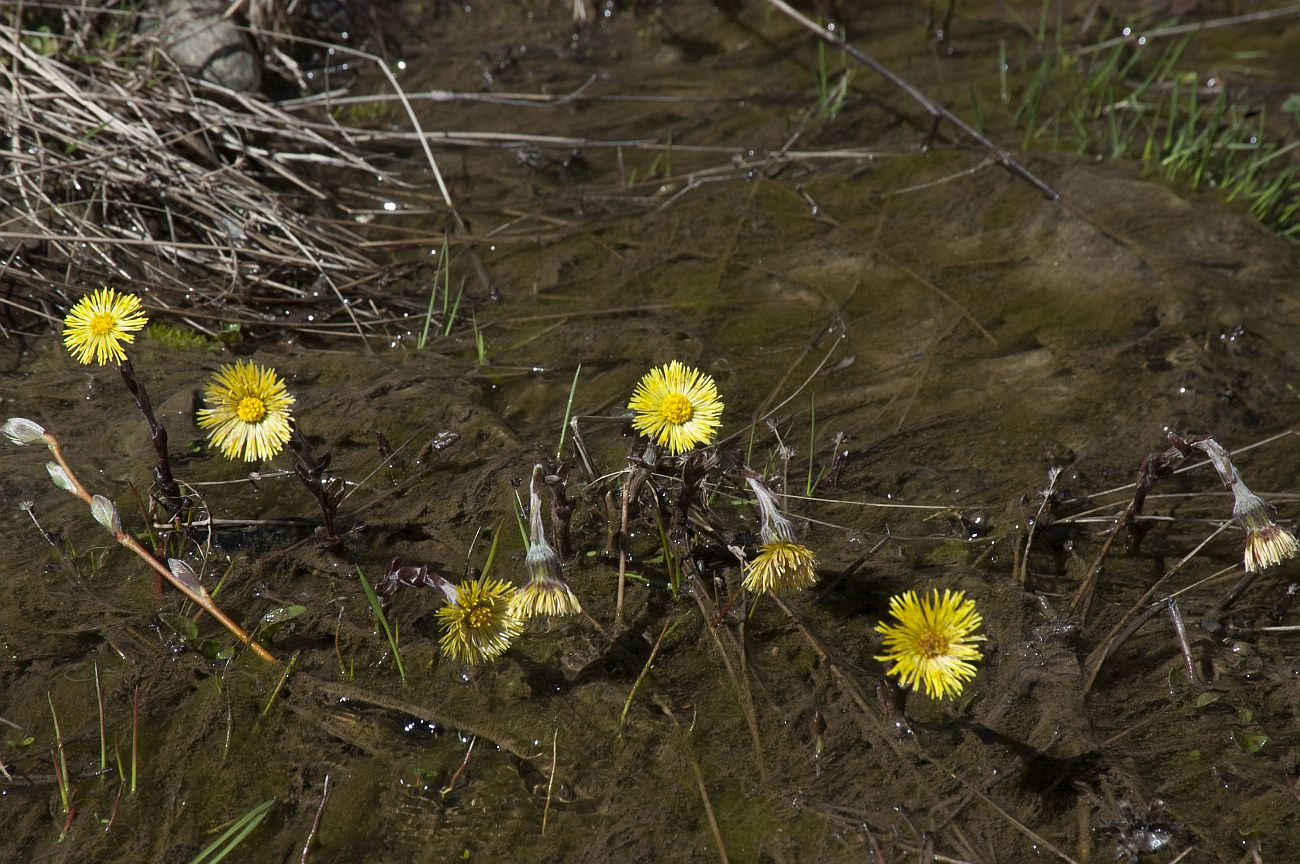 Изображение особи Tussilago farfara.