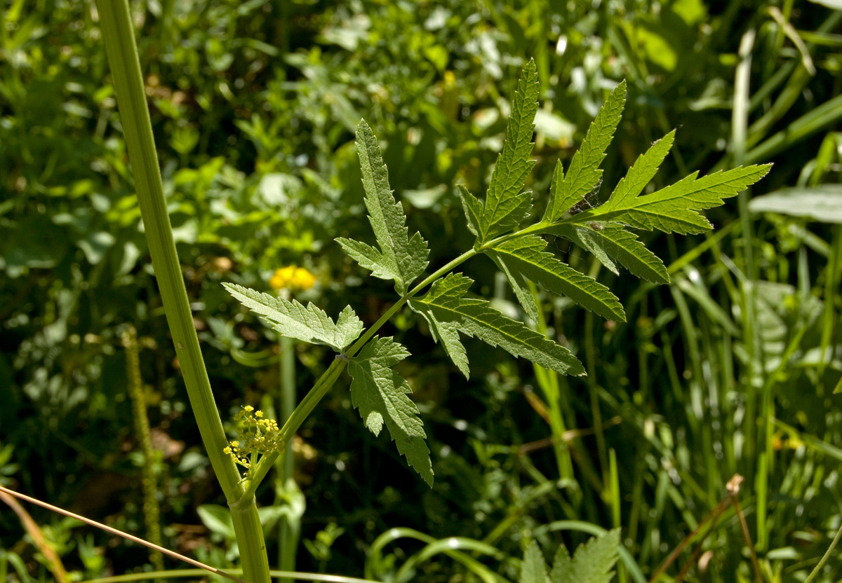 Изображение особи Pastinaca sylvestris.