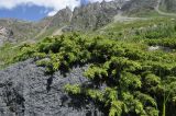 Juniperus hemisphaerica. Растение с шишкоягодами. Кабардино-Балкария, Эльбрусский р-н, верхняя часть долины р. Терскол, немного выше конечной морены, выс. ок. 2520 м н.у.м. 02.07.2013.