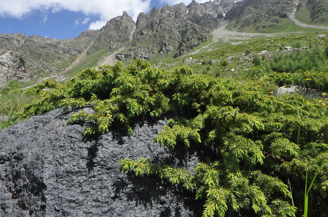 Image of Juniperus hemisphaerica specimen.