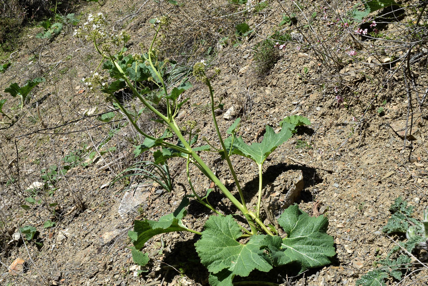 Image of Crambe kotschyana specimen.
