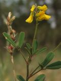 Melilotus neapolitanus