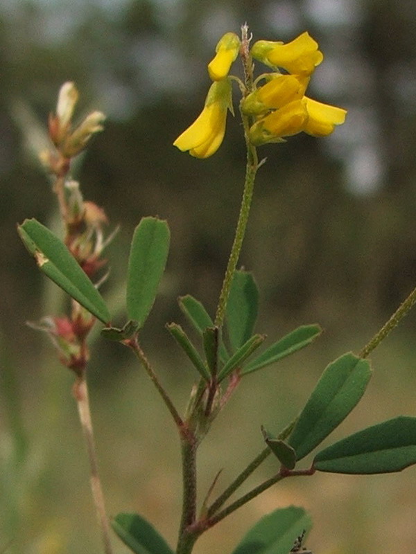 Изображение особи Melilotus neapolitanus.