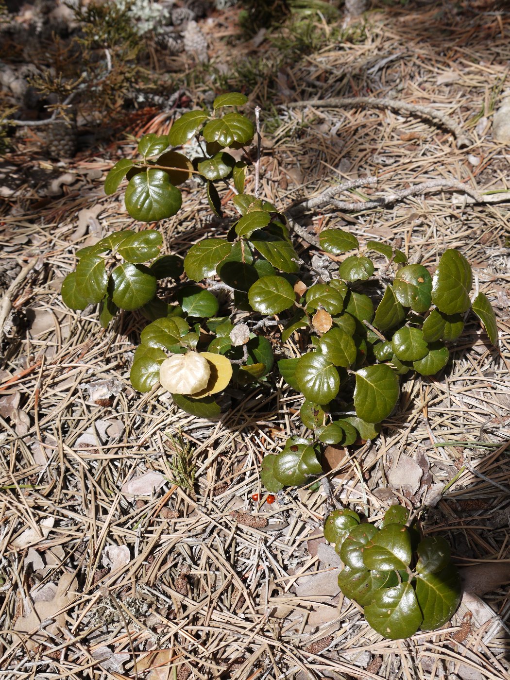 Image of Quercus alnifolia specimen.