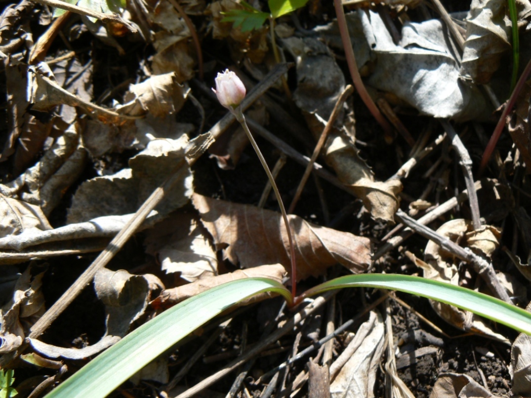 Image of Allium monanthum specimen.