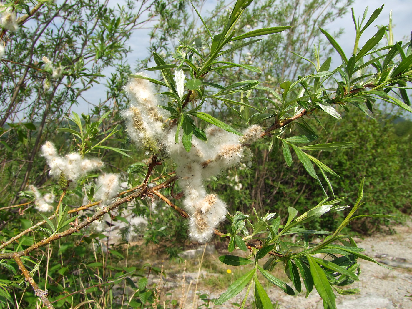 Изображение особи Salix schwerinii.