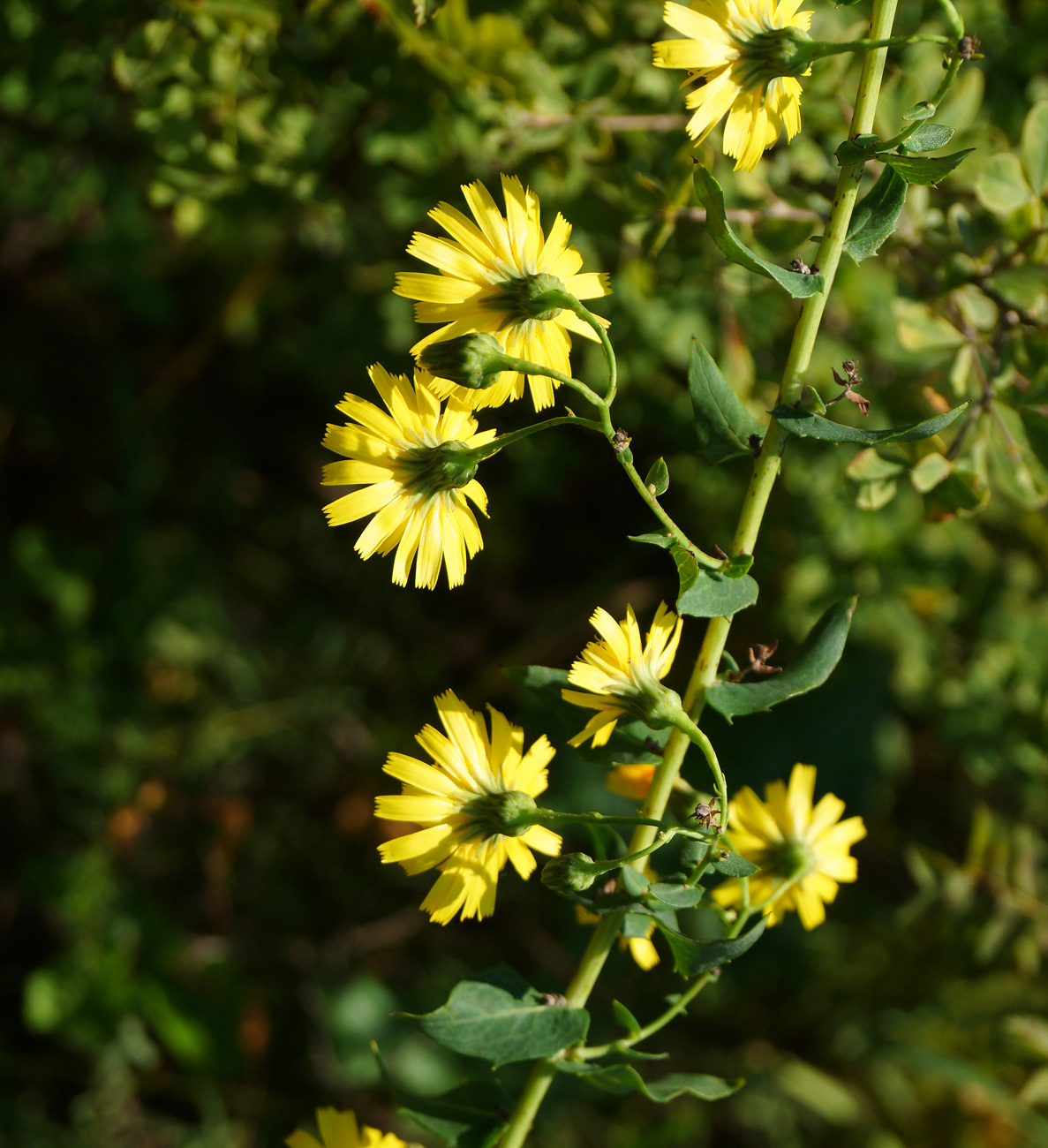 Изображение особи Hieracium robustum.