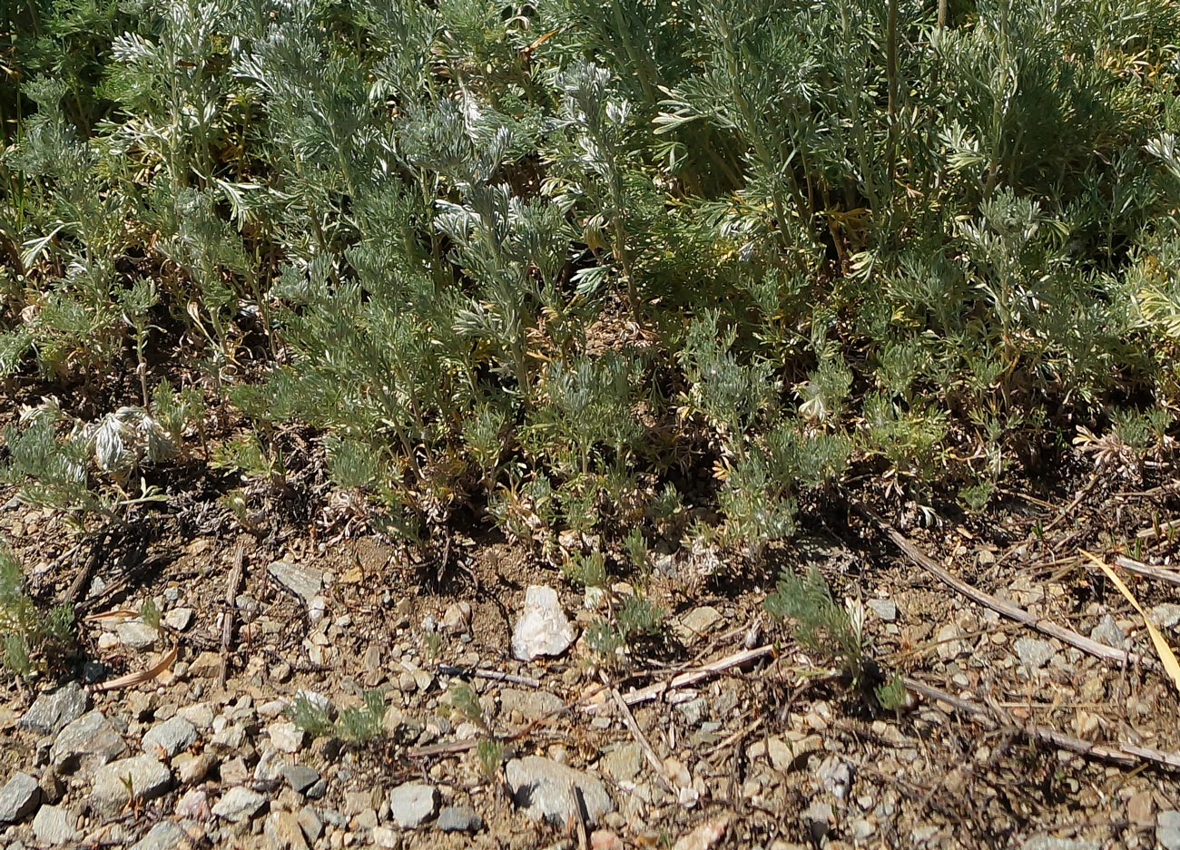 Image of Artemisia austriaca specimen.