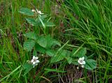 Rubus nessensis. Цветущее растение. Московская обл., Орехово-Зуевский р-н, долина р. Нерская, вырубка на опушке хвойно-лиственного леса. 14.06.2018.