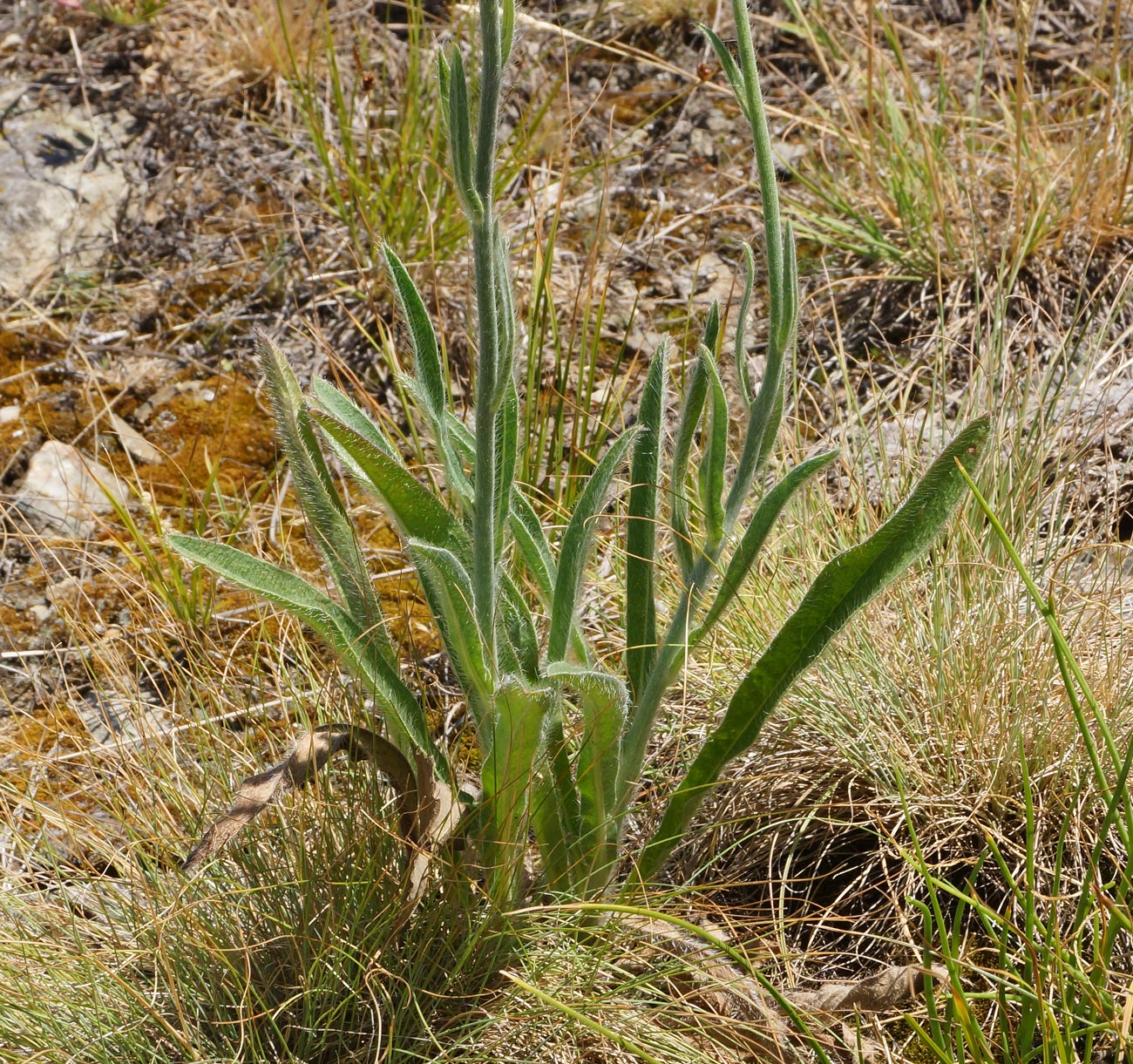 Изображение особи Pilosella procera.