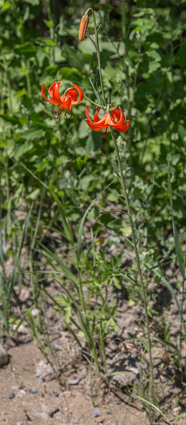 Изображение особи Lilium pumilum.