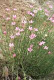 Dianthus uzbekistanicus