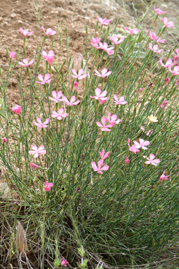 Image of Dianthus uzbekistanicus specimen.