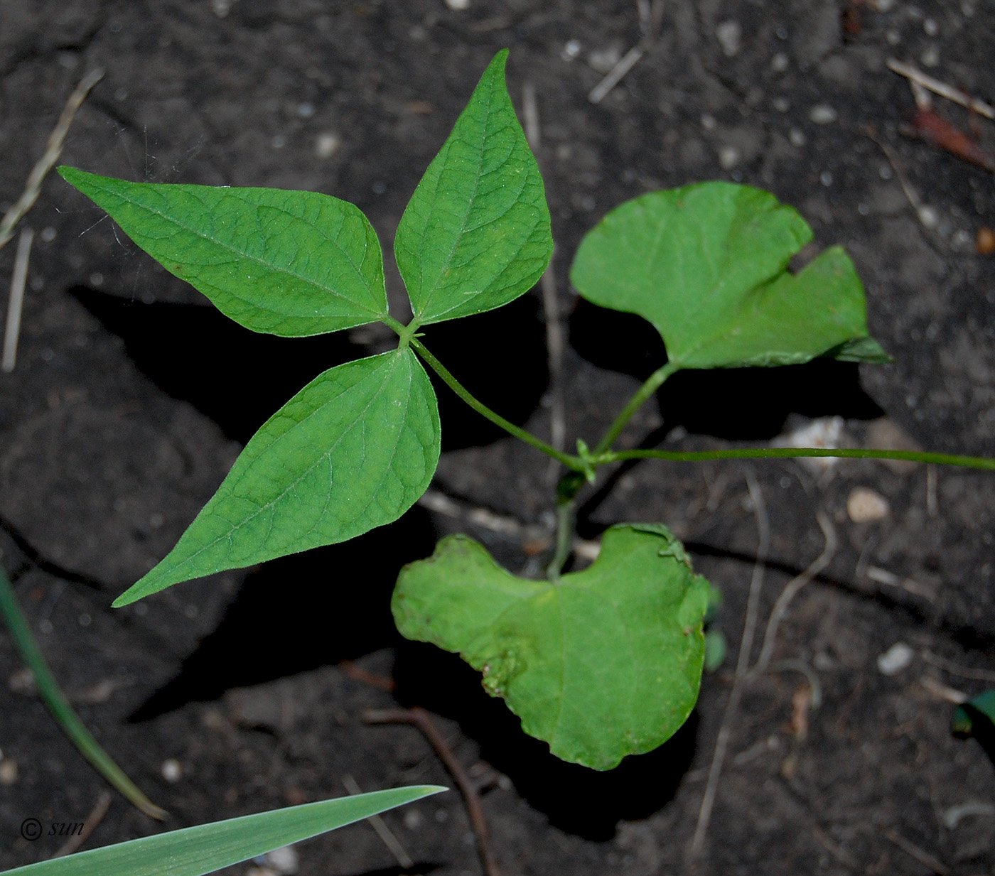 Изображение особи Phaseolus vulgaris.