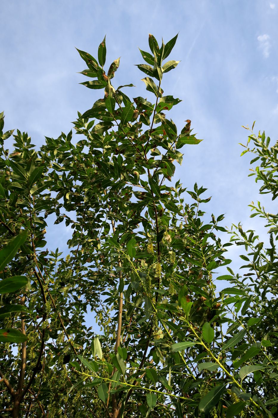 Image of Salix pentandra specimen.