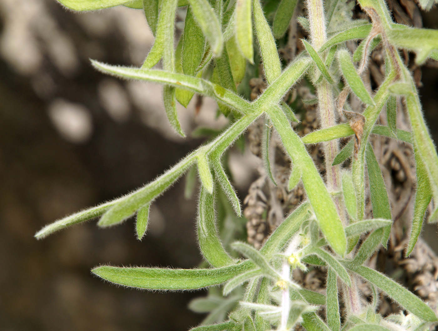 Image of Artemisia pannosa specimen.