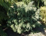 genus Cupressus. Вегетирующее растение. Украина, г. Запорожье, Запорожский детский ботанический сад. 23.08.2018.