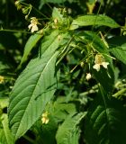 Impatiens parviflora. Верхушка цветущего и плодоносящего побега. Восточный Казахстан, г. Усть-Каменогорск, правый берег р. Иртыш влажный, луг. 31.07.2018.