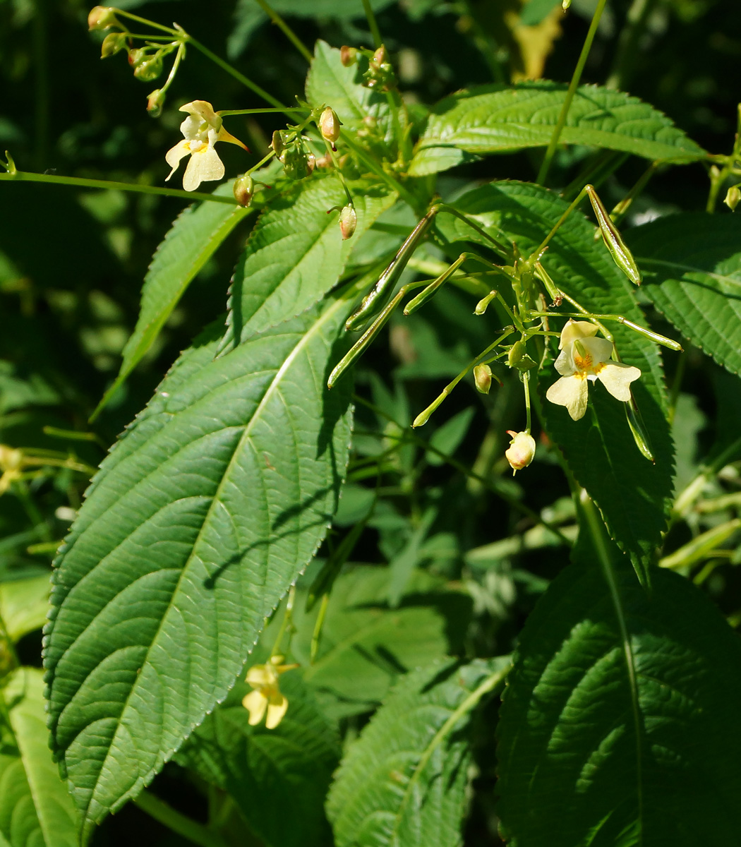 Image of Impatiens parviflora specimen.